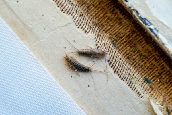 silverfish on books