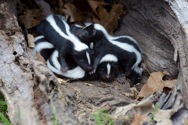 Skunk Chunks How to Help Keep Skunks Away From Your Home & Yard
