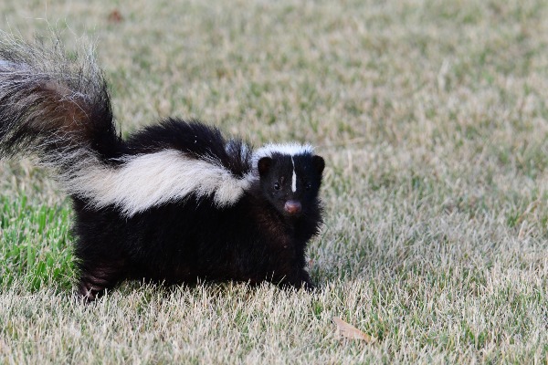 skunk in grass