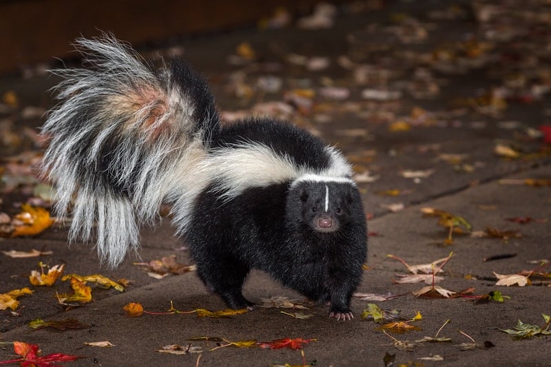 A skunk walking along a concrete sidewalk