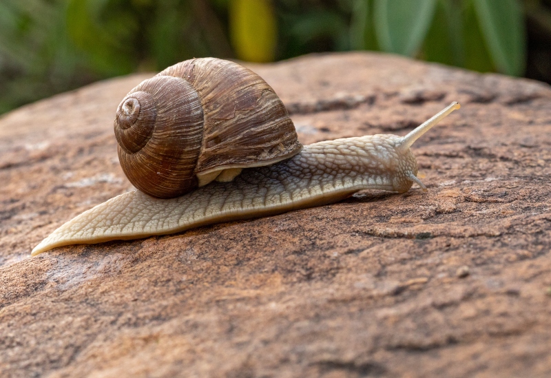 Snail Behavior Snail Behavior: What Do Snails Eat? | Terminix