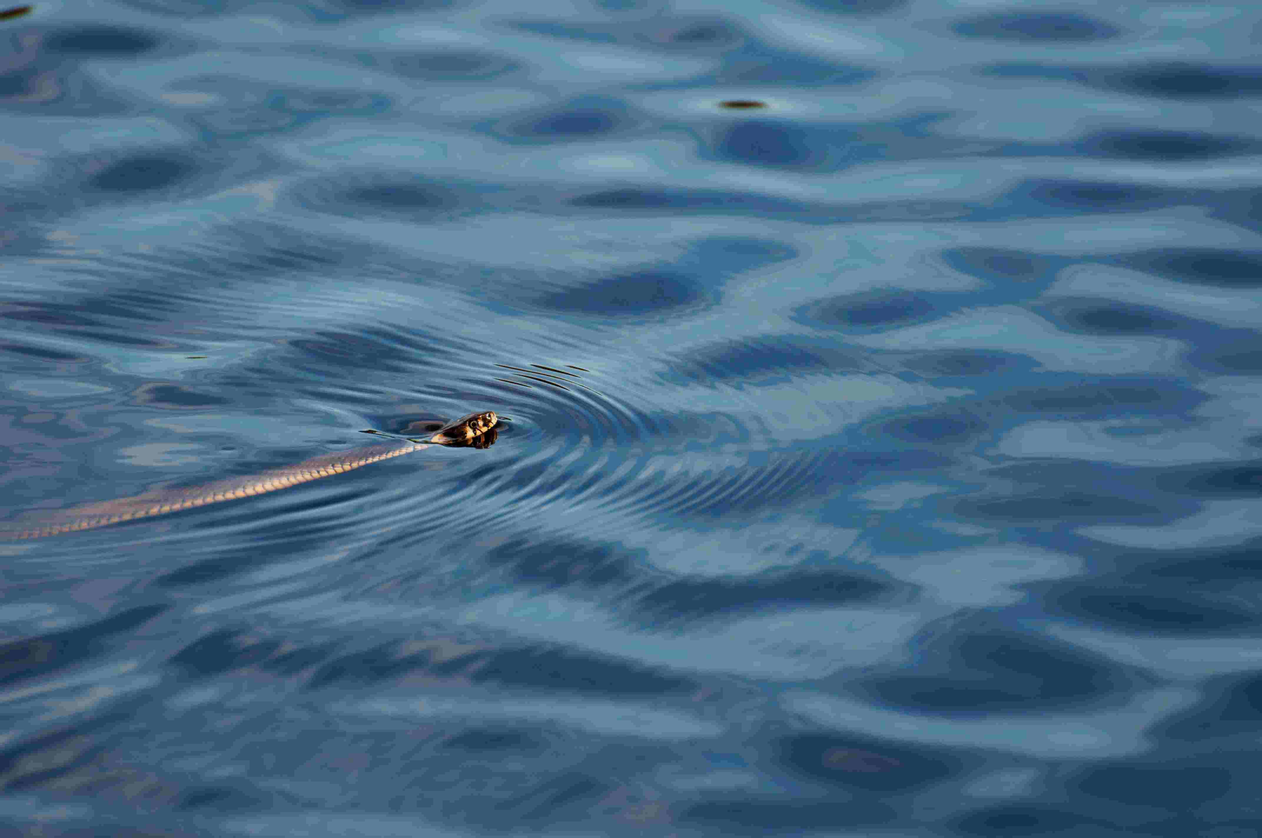 snake head poking out of water