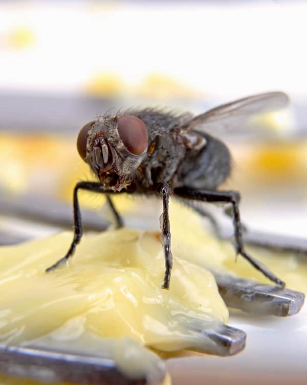 fruit fly