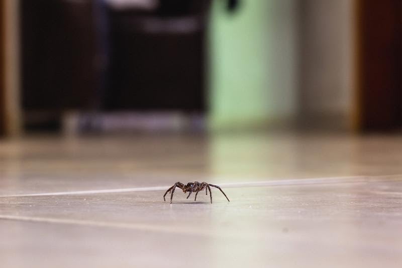 spider