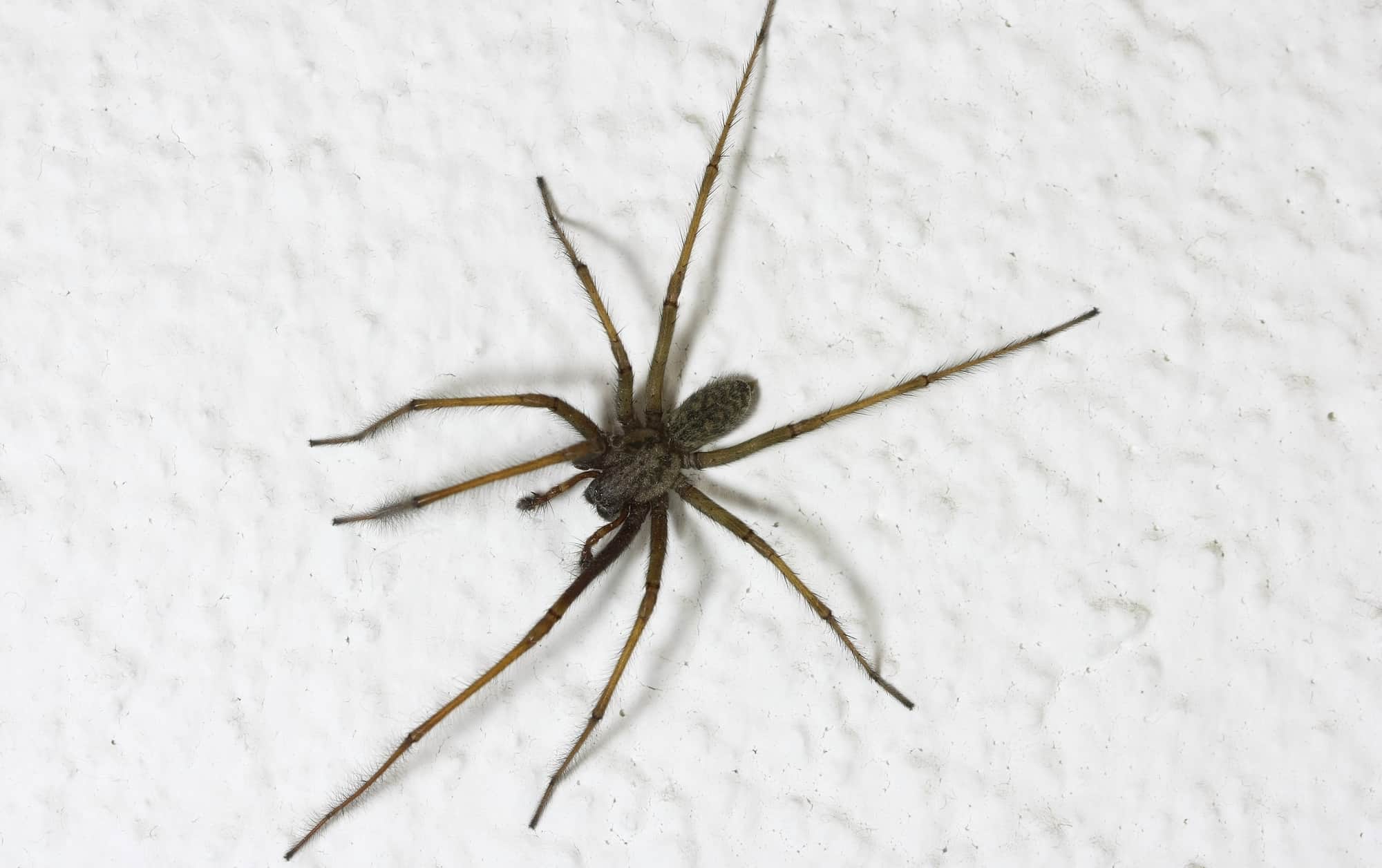 Your Houseplants Could Be Attracting Spiders in Your Home | Terminix