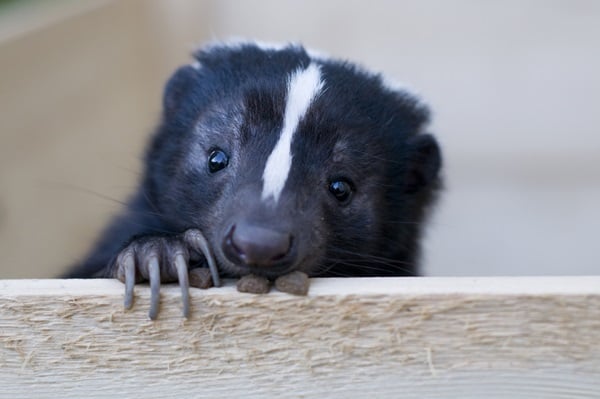 Skunk peeking over a fence