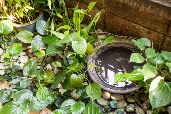 stagnant water in planter outside