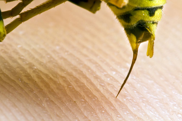 Schmidt Boxes Insect Insect Pain Scale | Schmidt Sting Pain Index | Terminix