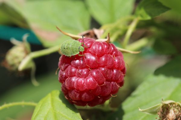 Understanding Stink Bugs: What Are Stink Bugs Attracted To?