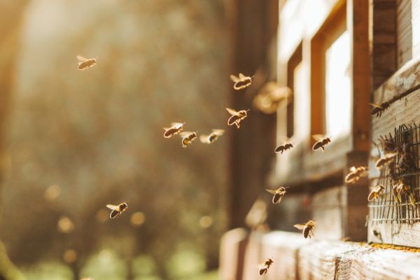 swarm of bees