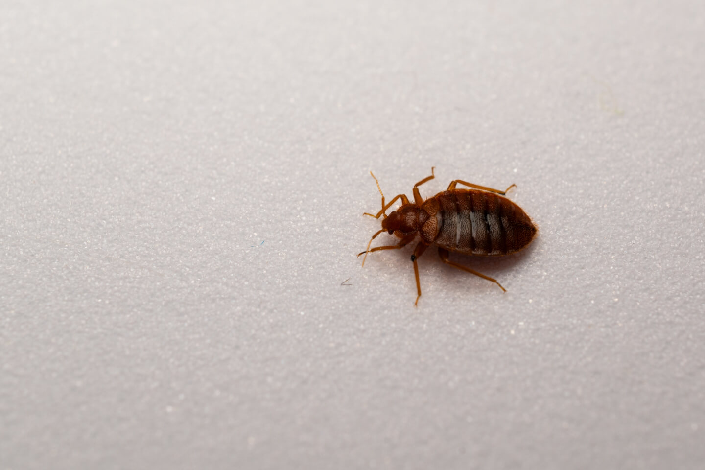 Bed bug