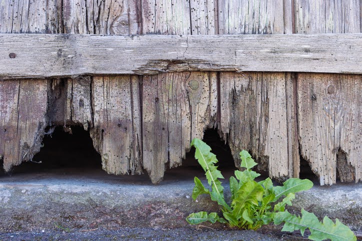 termite damage to fence