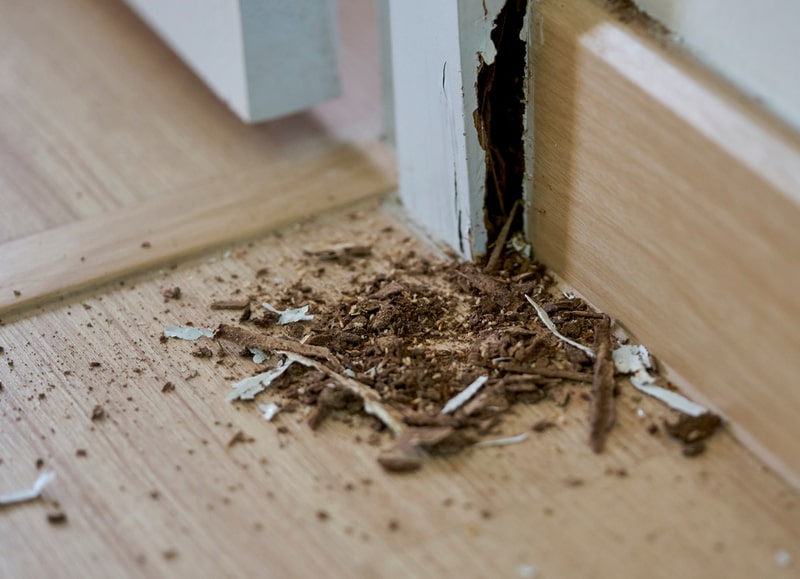 termite infestation in molding