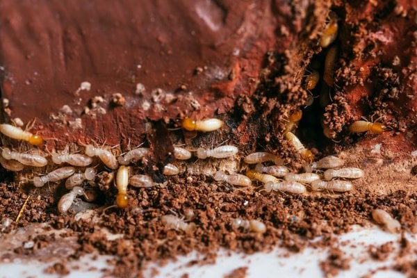 termite infestation