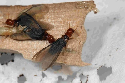 termite swarmer