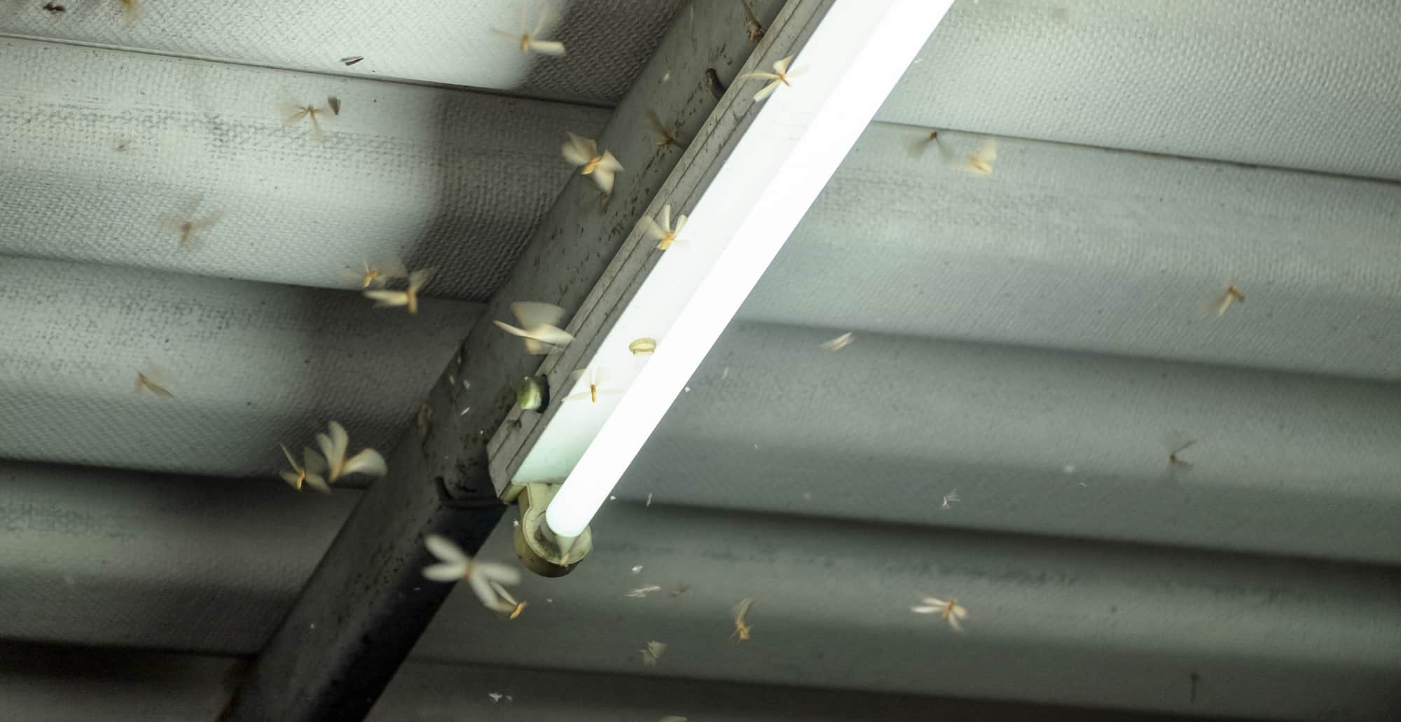 Does Rain Increase Flying Termite Activity?