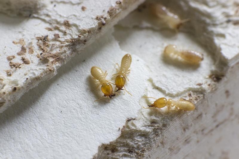 Termite In Building How to Identify a Termite Problem in Large Buildings