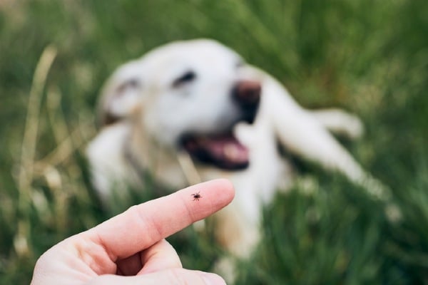 tick on finger with dog in background