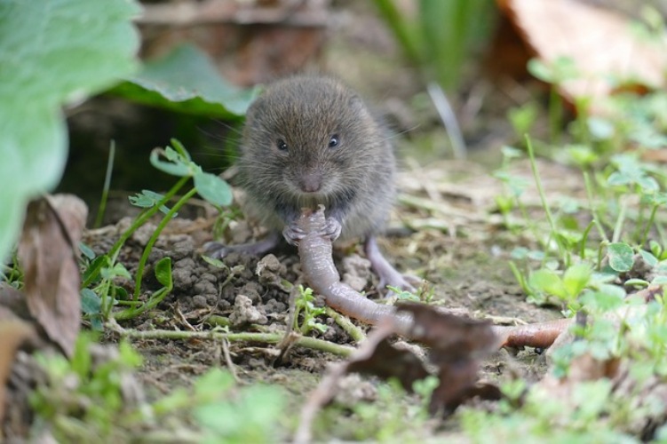 vole_resized