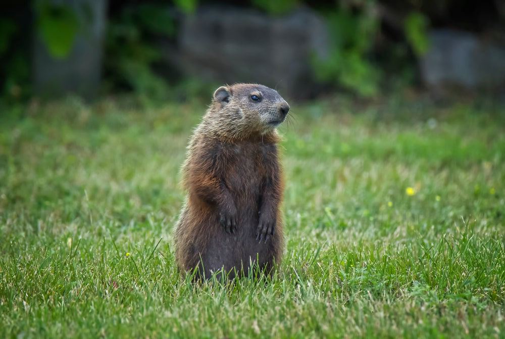 What Do Groundhogs Eat Food Diet More Terminix What do groundhogs eat food diet more terminix