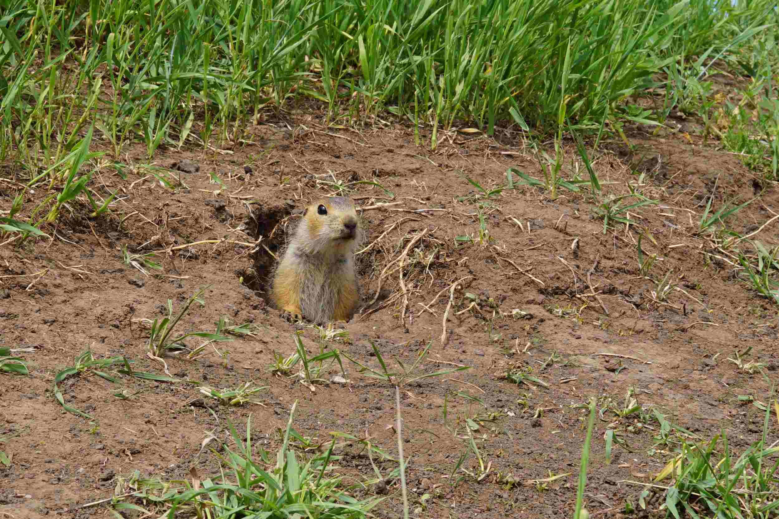 what is a gopher