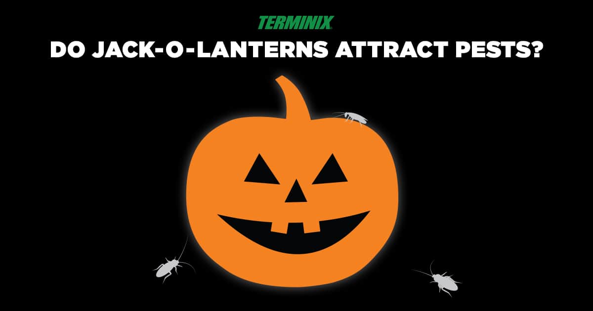 jack-o-lantern