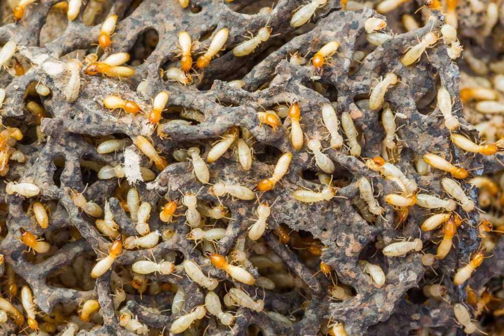 termite colony