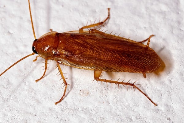 wood cockroach up close