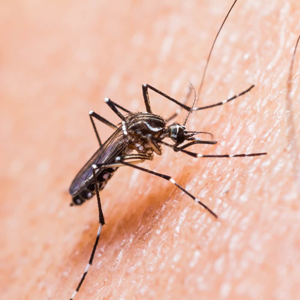 yellow fever mosquito