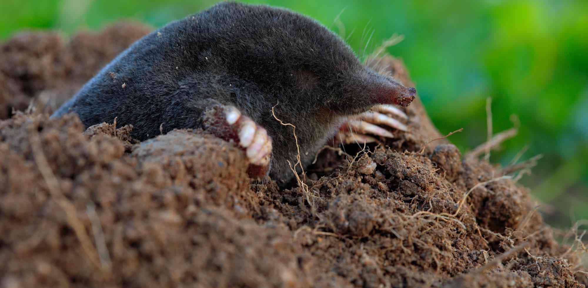 What Animals Are Digging In Your Yard? | Terminix