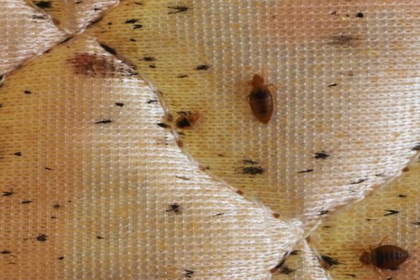 bed bug blood stain on mattress