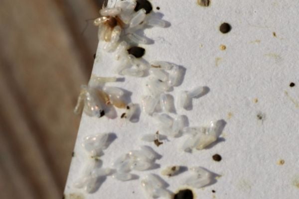 Bed bug eggs