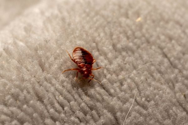 Live bed bugs