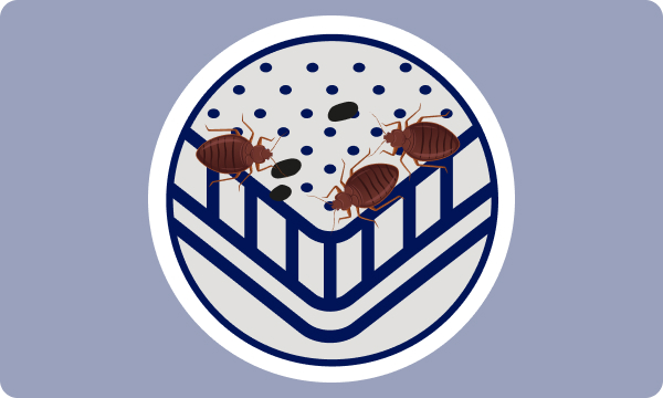 Close up of bed bug eggs and shells illustration