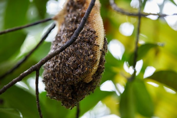 Bee colony nest