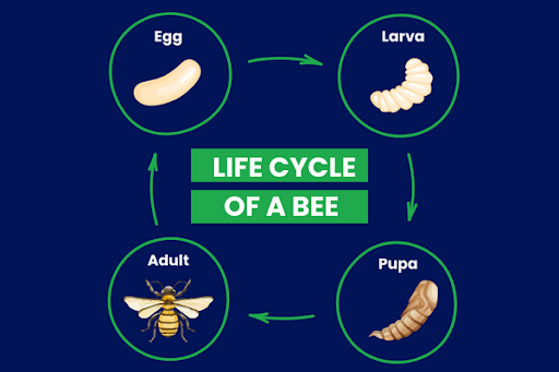 Bee Transformation Understanding the Phases of the Bee Life Cycle