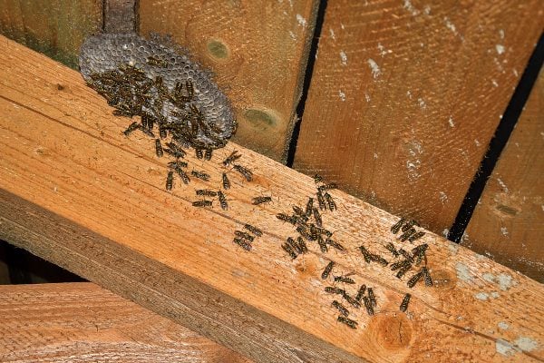 bee swarm in an attic