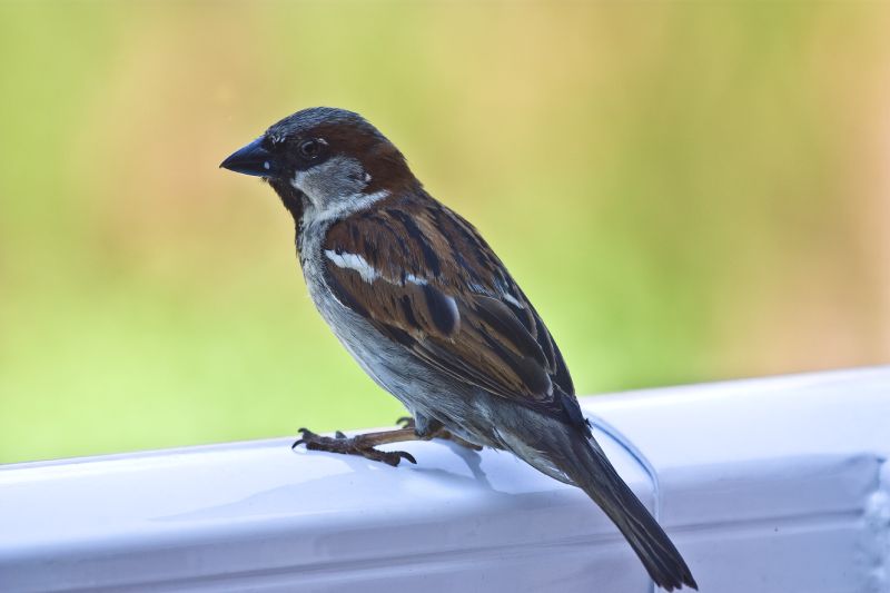 bird on porch