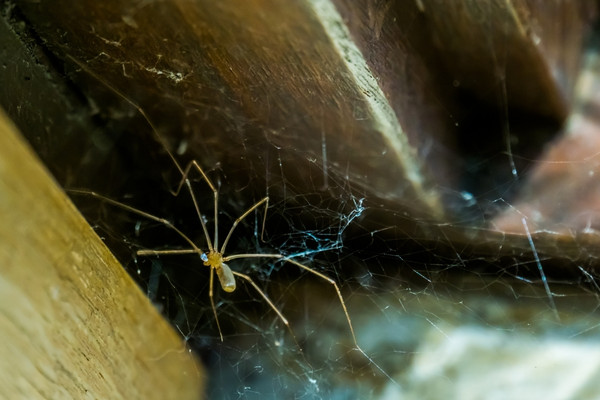 Cellar spider