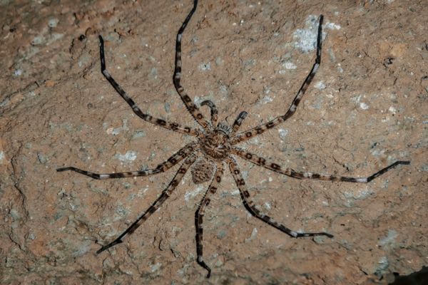 giant-huntsman-spider