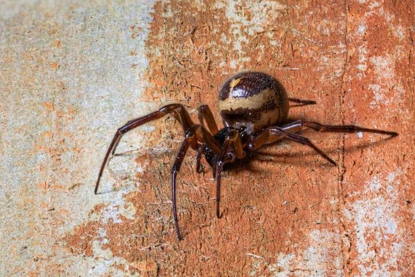 False widow spider