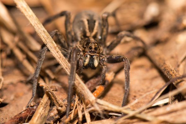 wolf-spider-upclose
