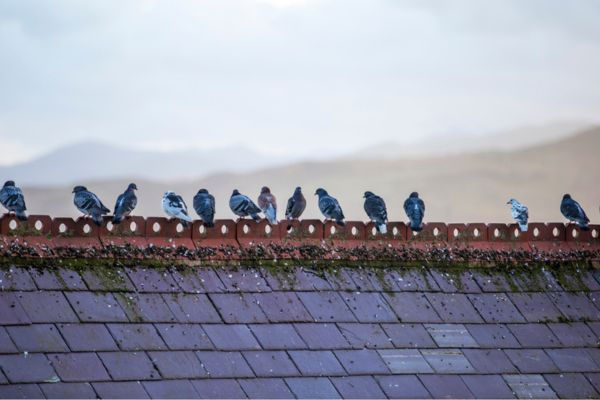 pigeons on roof