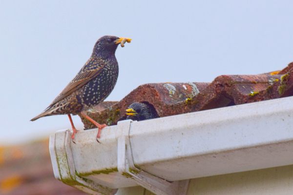 bird on roof