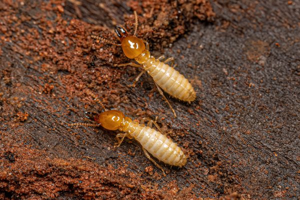 Bug facts