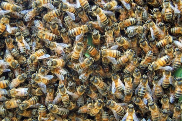 swarm of bees