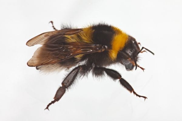 bumble bee with white background