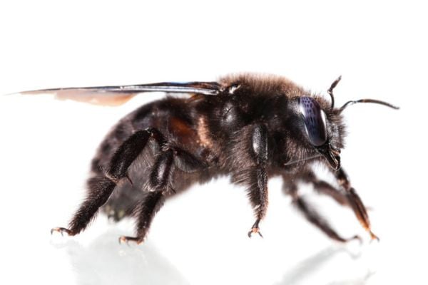 carpenter bee with white background