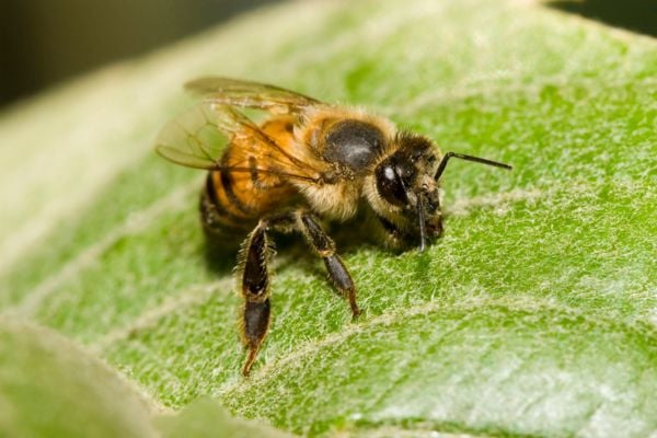 killer bee on a leaf