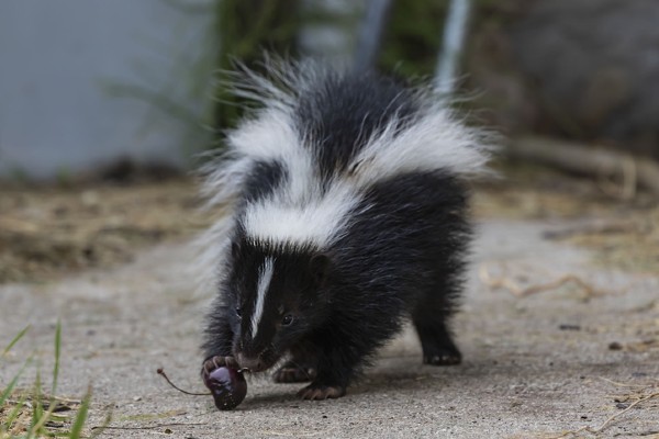 A small striped skunk picking up a fallen dark cherry from a concrete path outdoors.